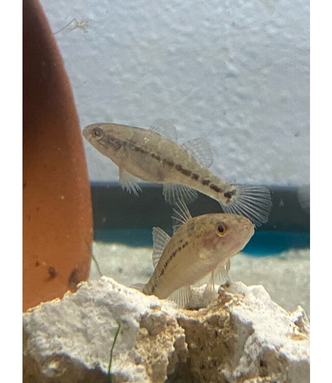 Jade Sleeper Goby (Dormitator maculatus) -SALTWATER