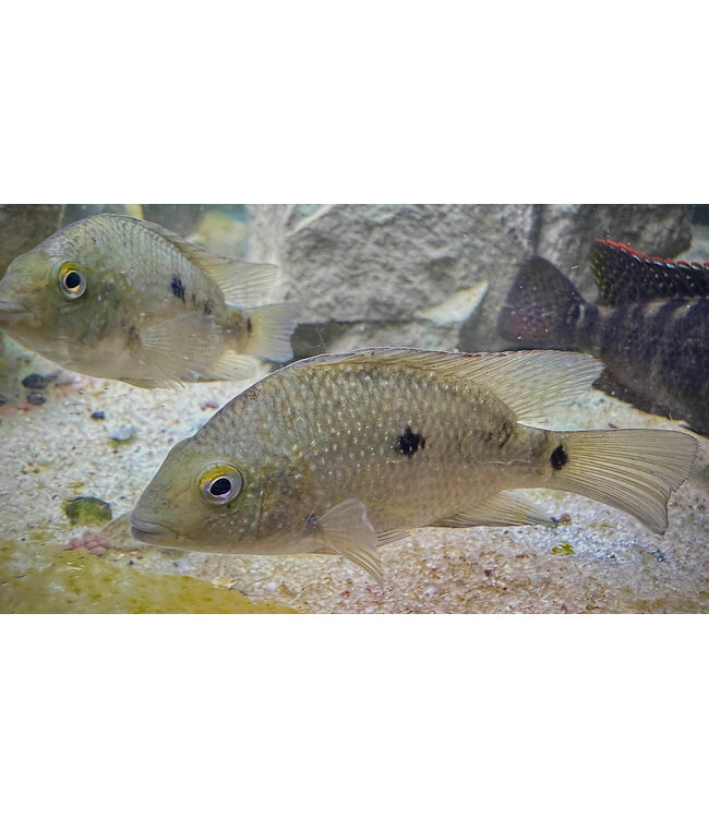 Texas Cichlid