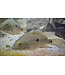 Texas Cichlid