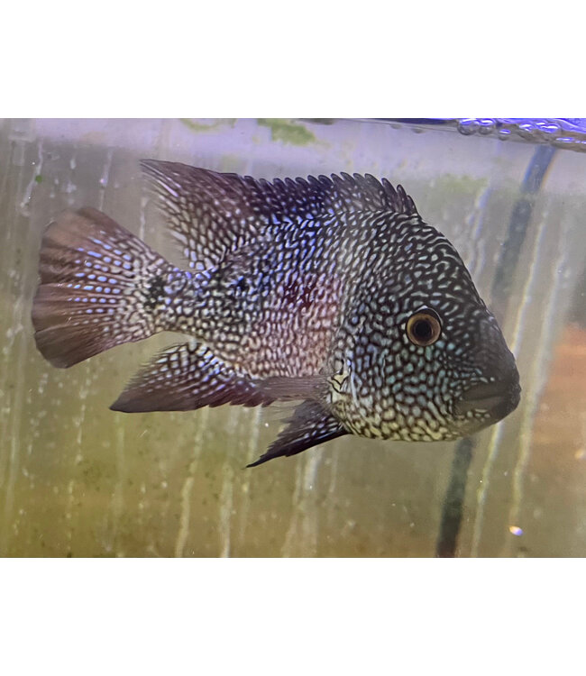 Texas Cichlid