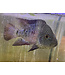 Texas Cichlid