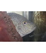Texas Cichlid