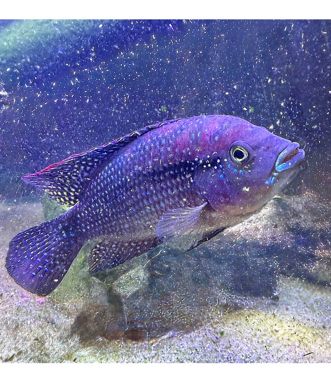 Jack Dempsey Cichlid