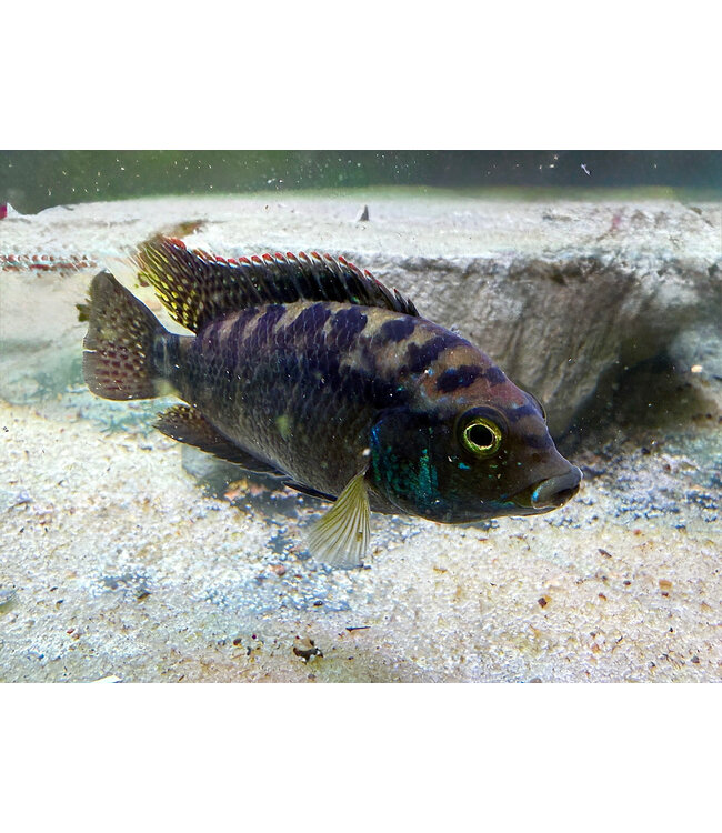 Jack Dempsey Cichlid