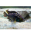 Jack Dempsey Cichlid