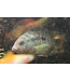 Jack Dempsey Cichlid