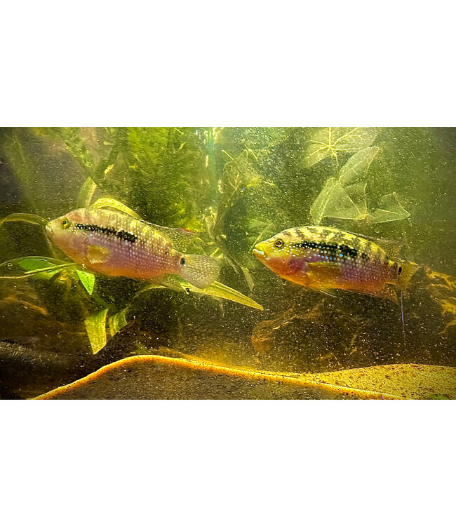 Jack Dempsey Cichlid