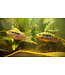Jack Dempsey Cichlid