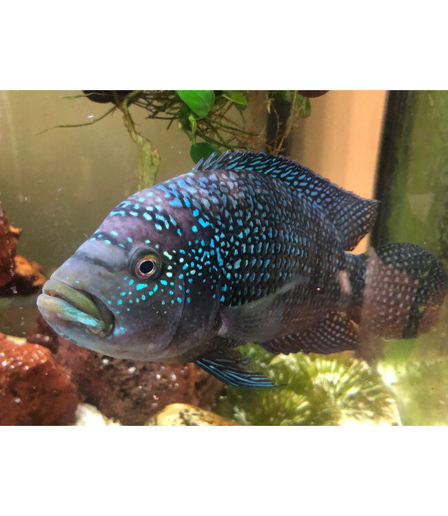 Jack Dempsey Cichlid