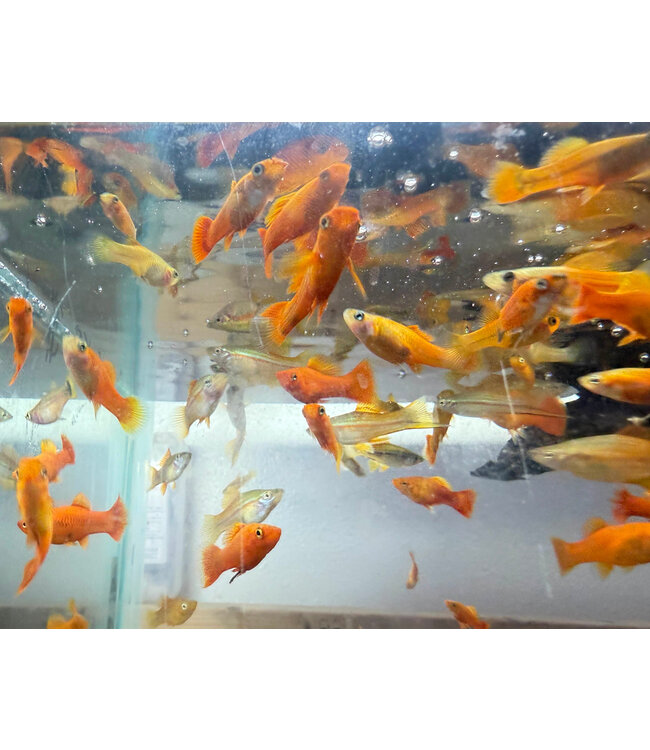 Assorted Platyfish