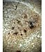 Hogchoker Flounder (freshwater)