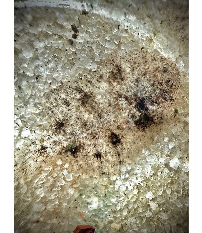 Hogchoker Flounder (saltwater)