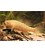 Jade Sleeper Goby