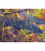 Jade Sleeper Goby