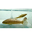 Jade Sleeper Goby