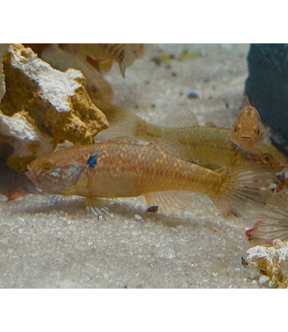 Jade Sleeper Goby