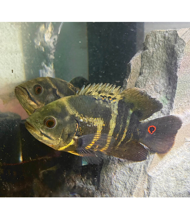 Oscar Cichlid