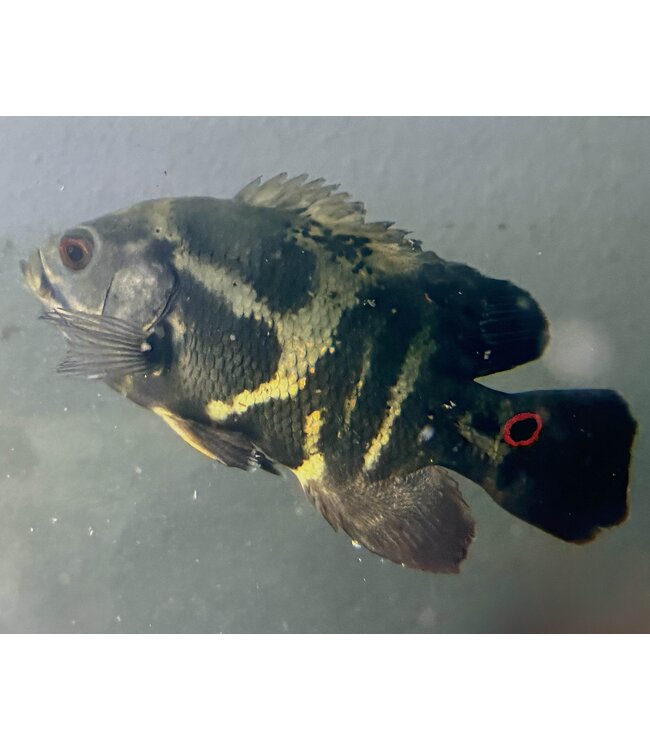 Oscar Cichlid