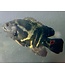 Oscar Cichlid