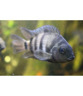 Convict Cichlid