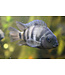 Convict Cichlid