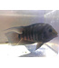 Convict Cichlid