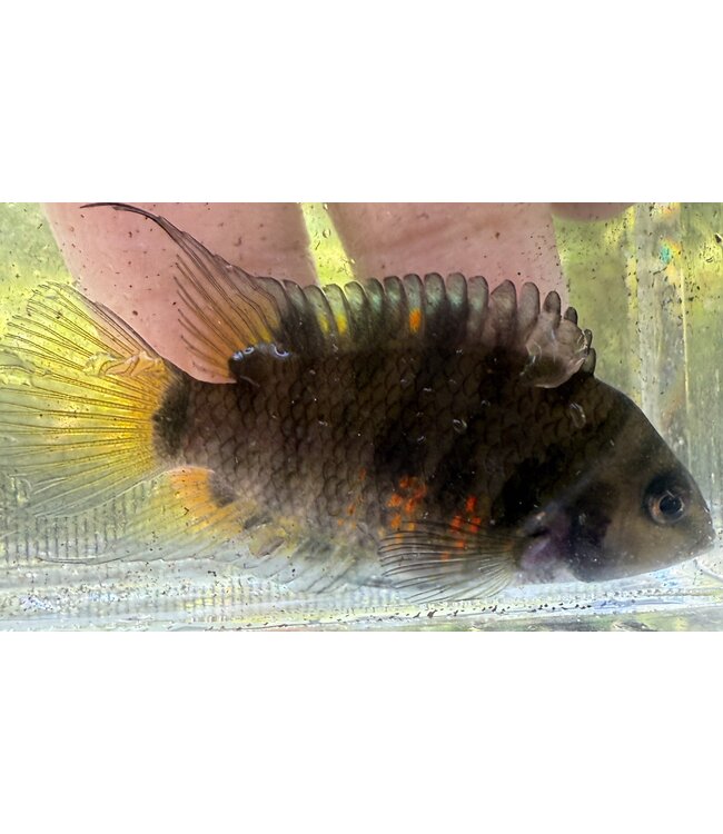 Convict Cichlid