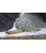 Swamp Darter