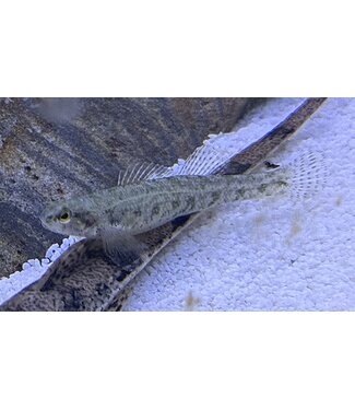 Swamp Darter