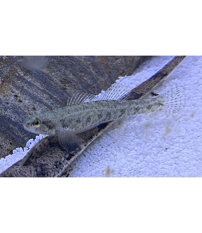 Swamp Darter
