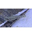 Swamp Darter