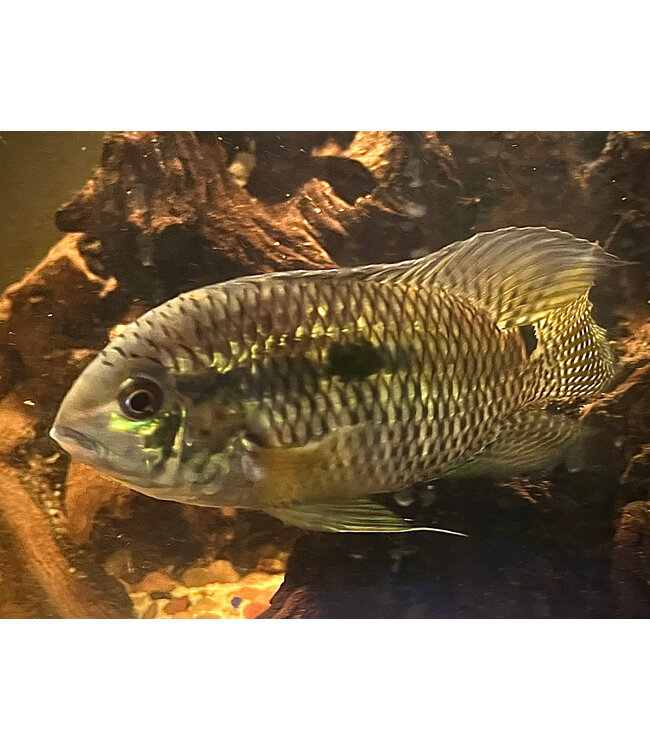 Dimerus Cichlid
