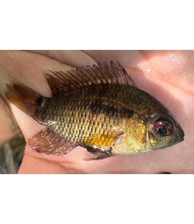Dimerus Cichlid