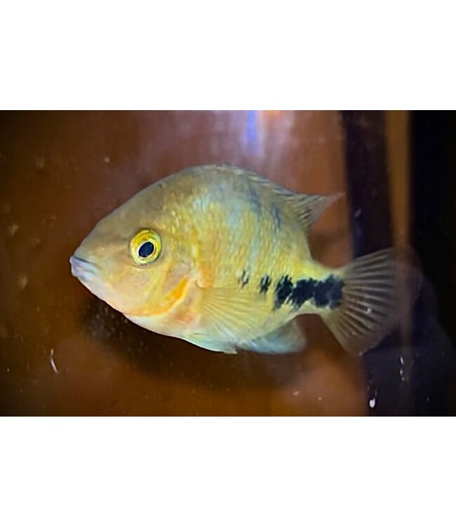 Quetzal Cichlid