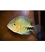 Quetzal Cichlid