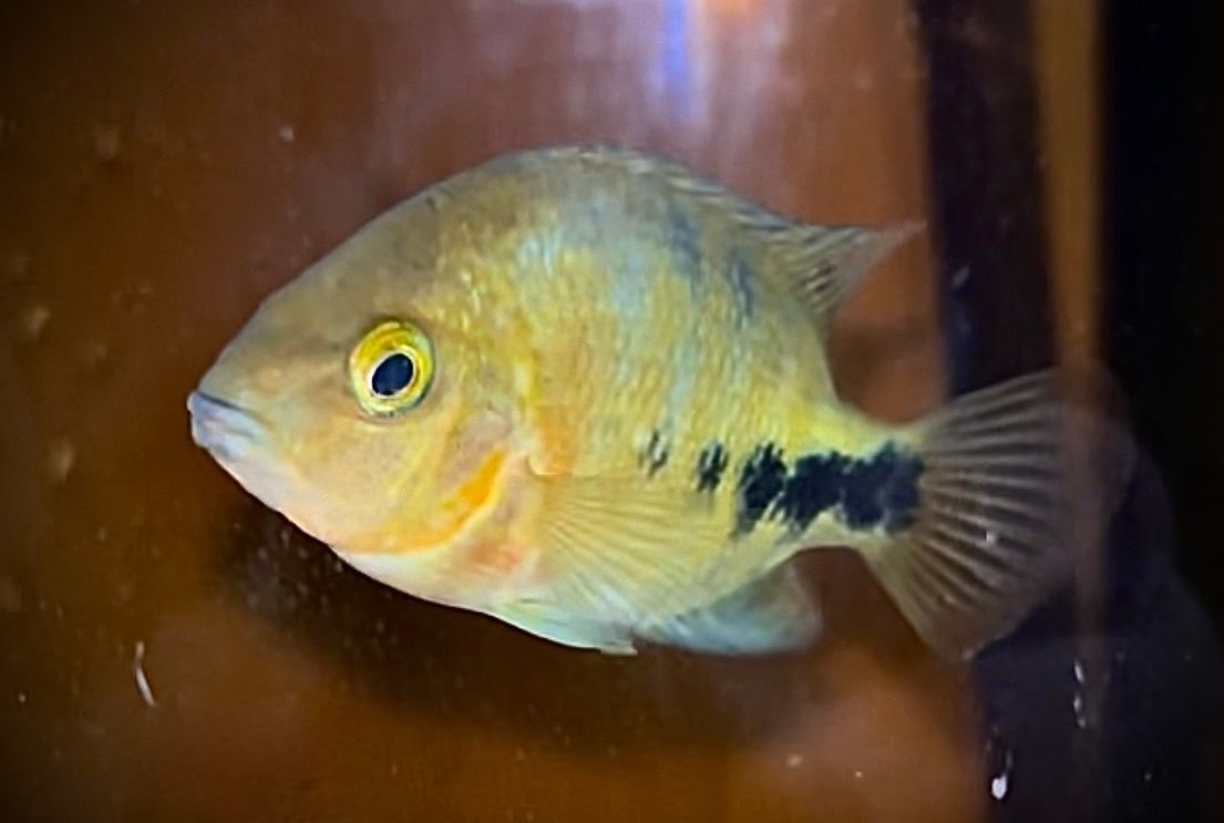 Quecotl Fish Quetzal Cichlid - Irwins Bugs LLC