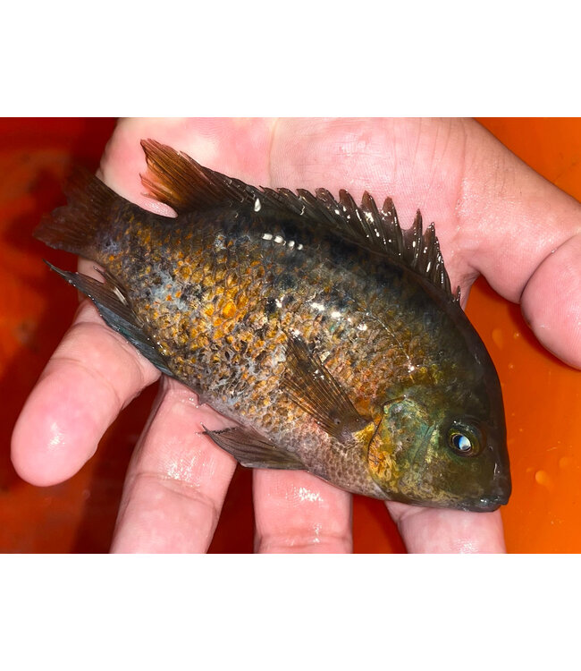 Quetzal Cichlid