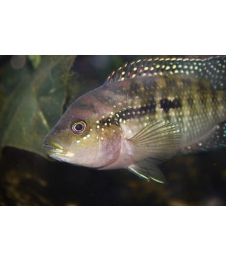 Jack Dempsey Cichlid