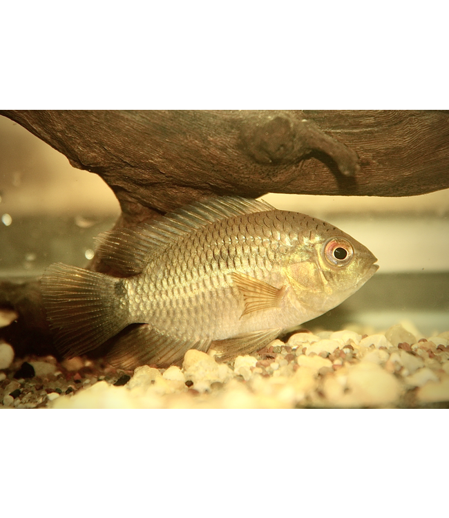 Dimerus Cichlid