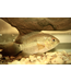 Dimerus Cichlid