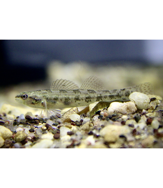 Swamp Darter