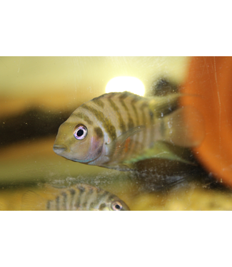 Convict Cichlid