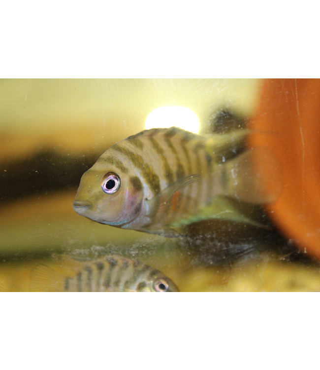 Convict Cichlid