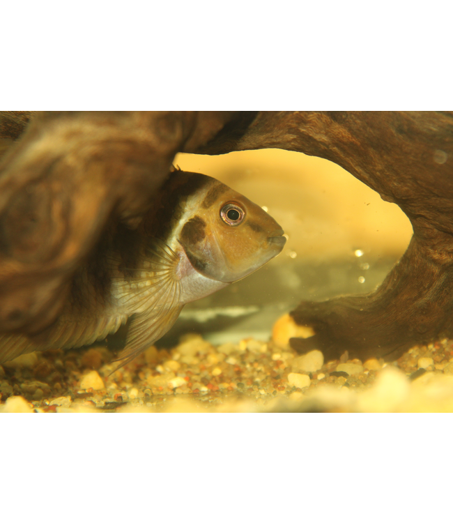 Convict Cichlid