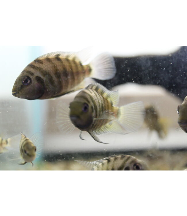 Convict Cichlid