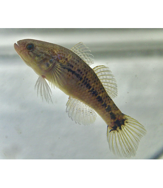 Jade Sleeper Goby