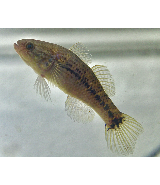 Jade Sleeper Goby