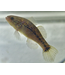 Jade Sleeper Goby