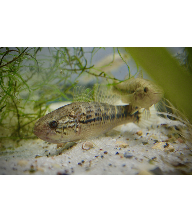 Jade Sleeper Goby