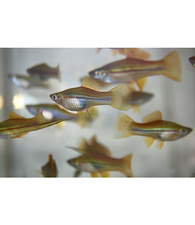 Assorted Platyfish